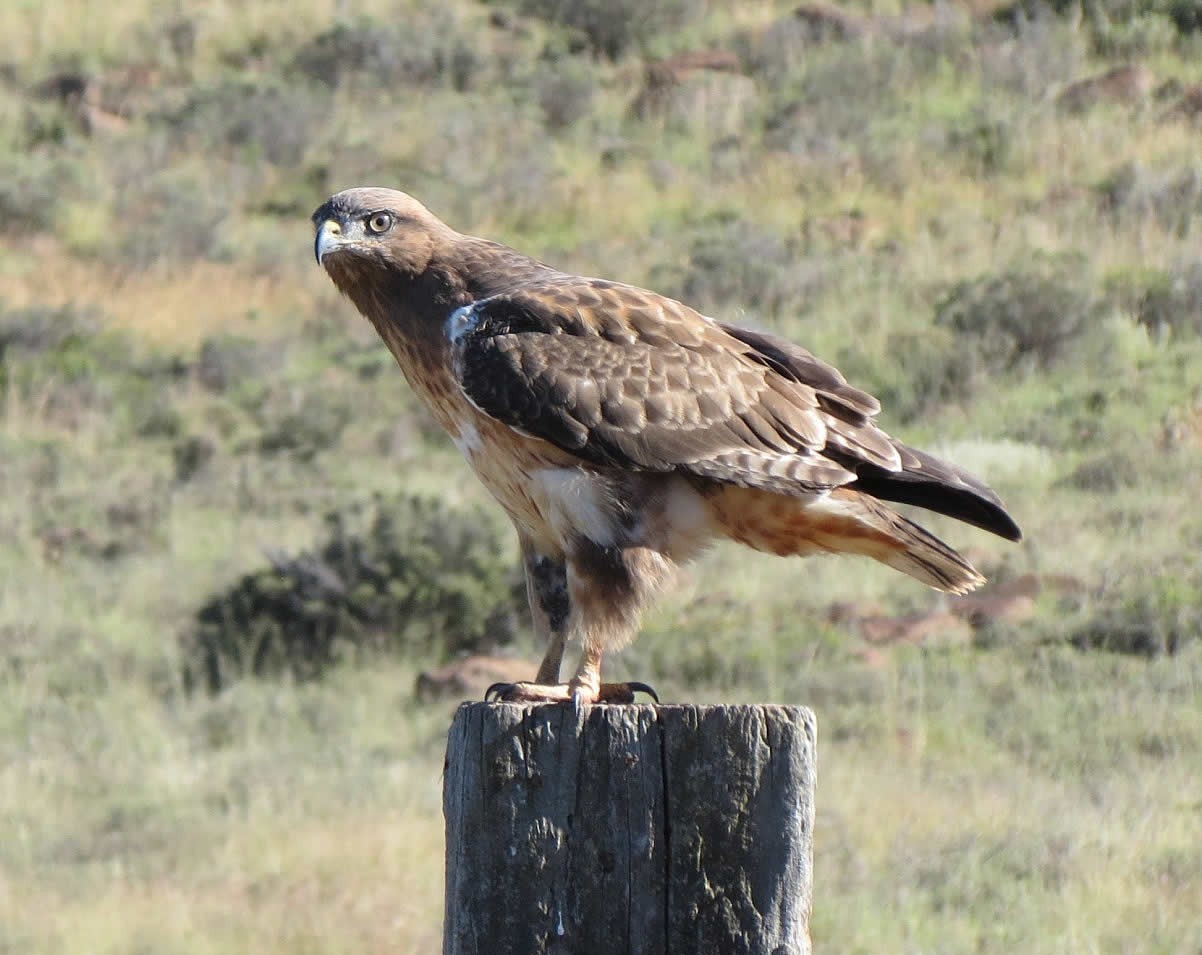 Booted Eagle