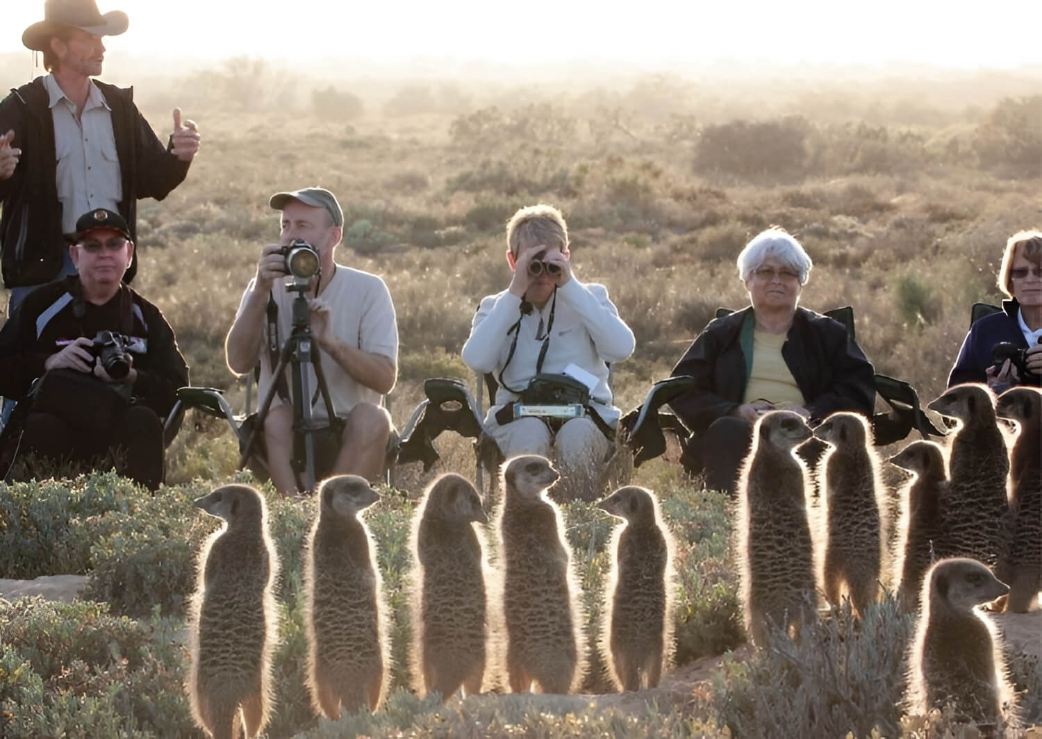 Five Shy Meerkats (1) (1)