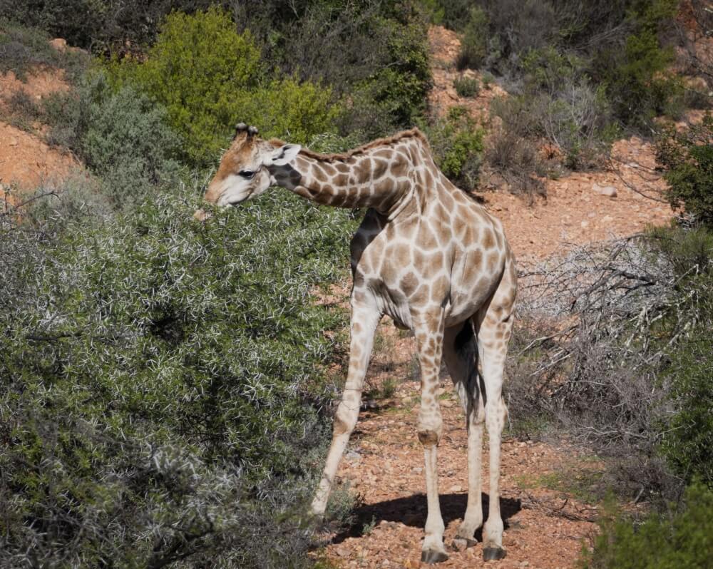 Giraffe Eating