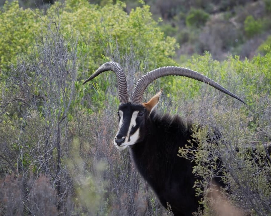 Sable