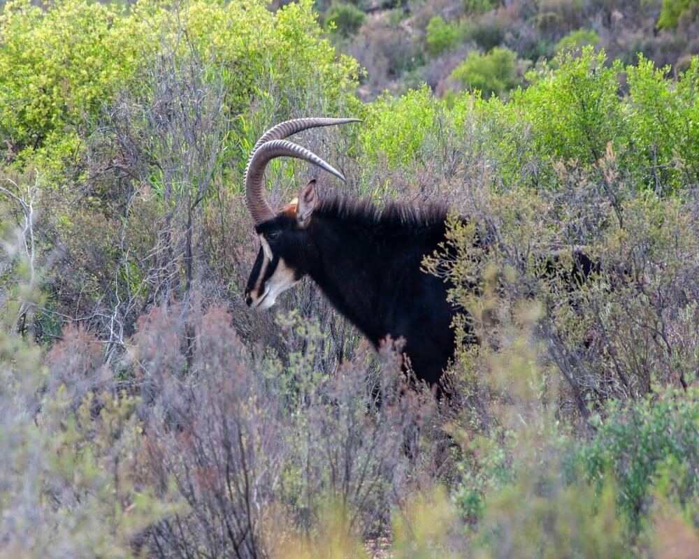 Zwartberg Mountain Lodge Sable